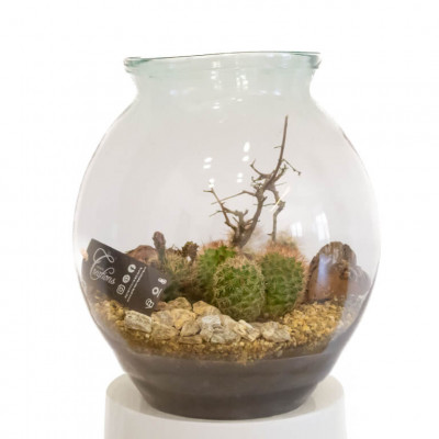 Comprar Carcross Barcelona