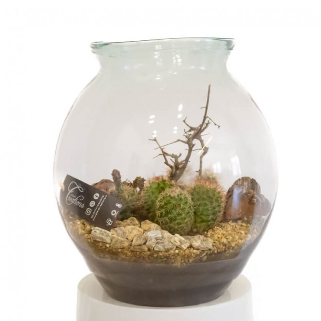 Comprar Carcross Barcelona