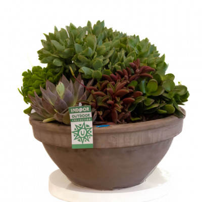 Comprar Crassbowl Barcelona