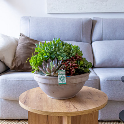 Comprar Crassbowl Barcelona