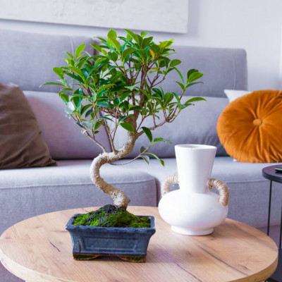 Comprar Ficus retusa Barcelona