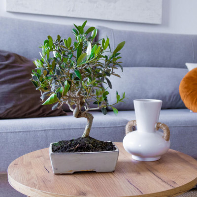 Comprar Olivo (Olea europea) Barcelona