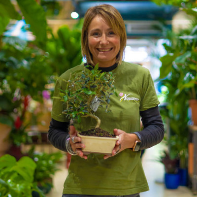 Comprar Olivo (Olea europea) Barcelona