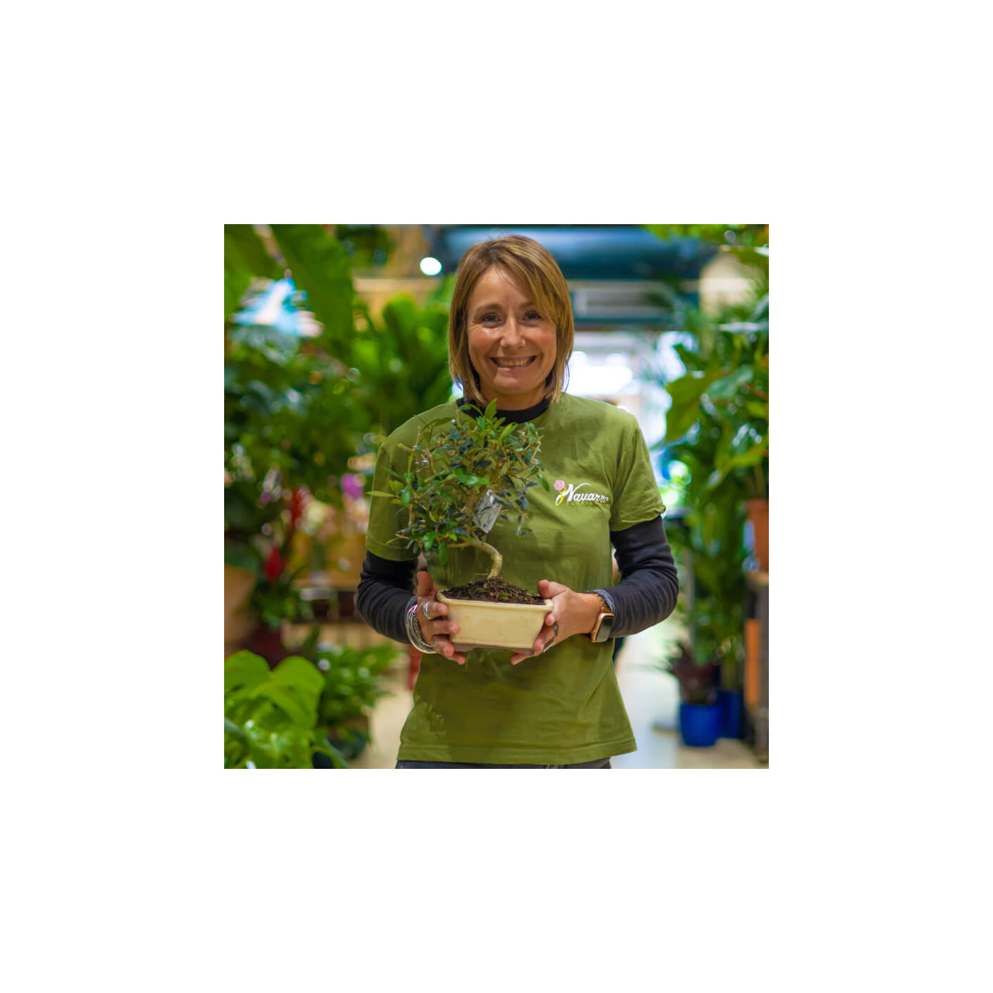 Comprar Olivo (Olea europea) Barcelona