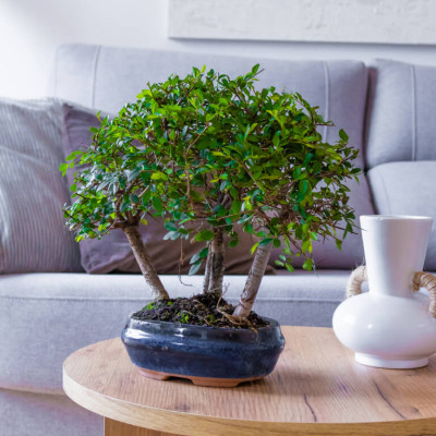 Comprar Zelkova Barcelona