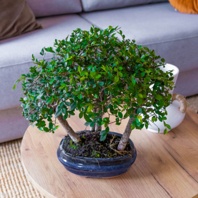 Comprar Zelkova Barcelona