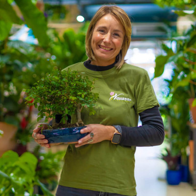 Comprar Zelkova Barcelona