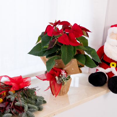 Comprar Planta de Navidad Barcelona