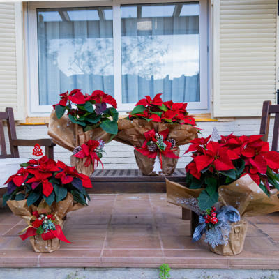 Comprar Planta de Navidad Barcelona