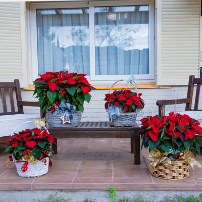 Comprar Composición poinsettias en base mimbre Barcelona