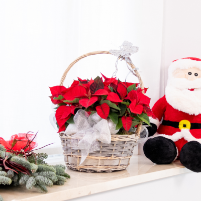 Comprar Composición poinsettias en base mimbre Barcelona