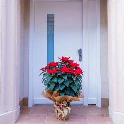 Comprar Poinsettia madre Barcelona