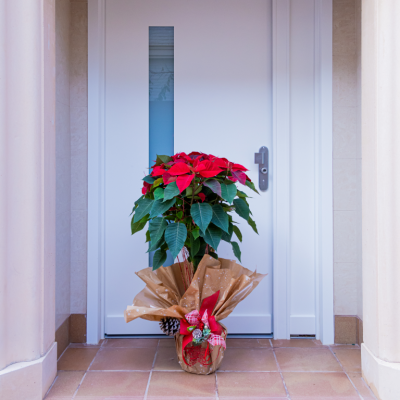 Comprar Poinsettia árbol Barcelona
