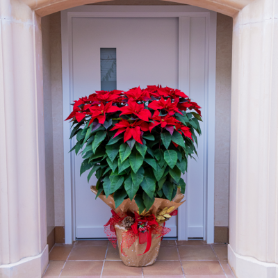 Comprar Poinsettia XL Barcelona