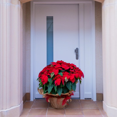 Comprar Poinsettia extra en bol Barcelona