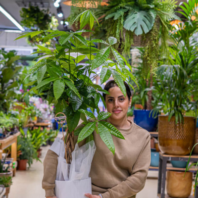 Comprar Pachira acuática Barcelona