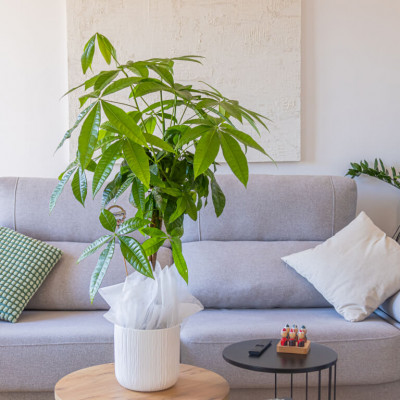 Comprar Pachira acuática Barcelona