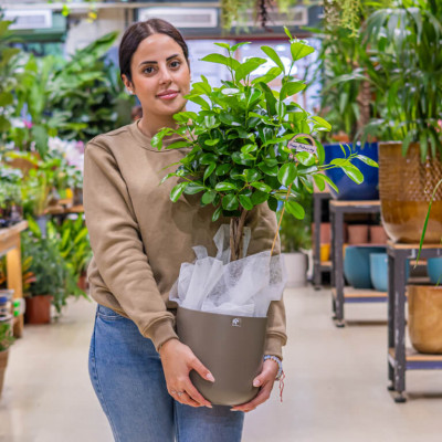 Comprar Ficus Moclame Barcelona