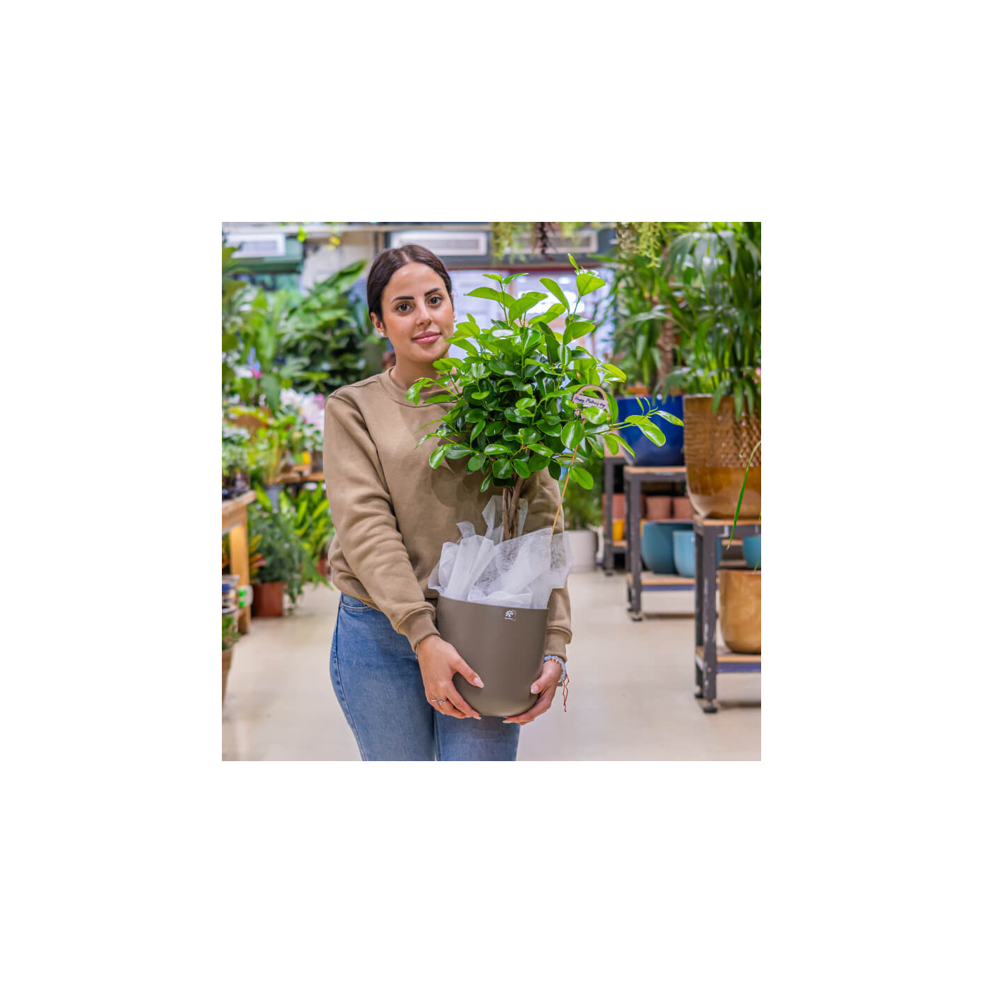 Comprar Ficus Moclame Barcelona
