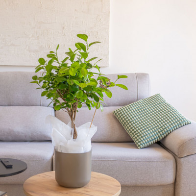 Comprar Ficus Moclame Barcelona