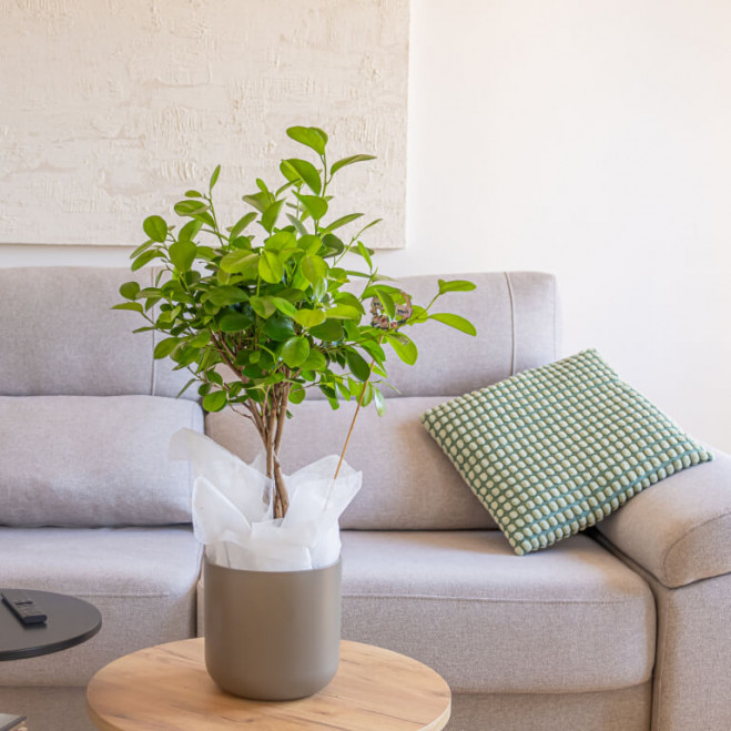 Comprar Ficus Moclame Barcelona Comprar Ficus Moclame Barcelona