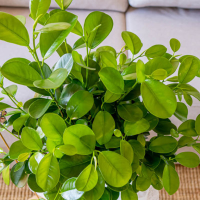 Comprar Ficus Moclame Barcelona