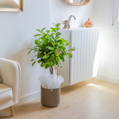 Comprar Ficus Moclame Barcelona