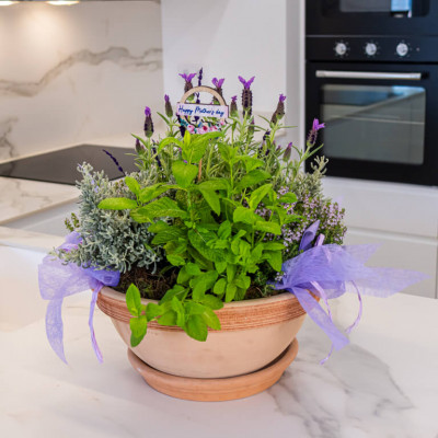 Comprar Composición plantas aromáticas Barcelona