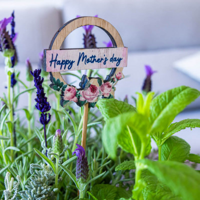 Comprar Composición plantas aromáticas Barcelona