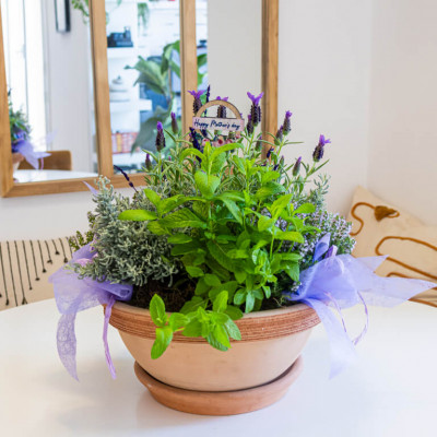 Comprar Composición plantas aromáticas Barcelona