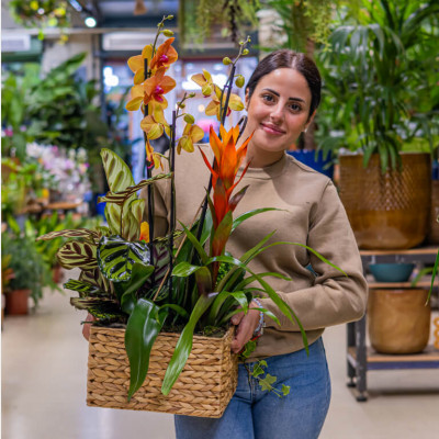 Comprar Grupo de plantas exuberante Barcelona