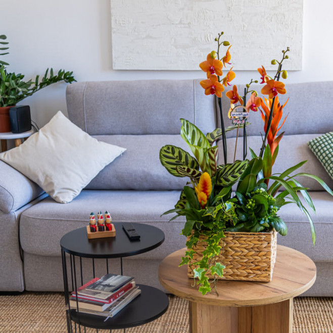 Comprar Grupo de plantas exuberante Barcelona