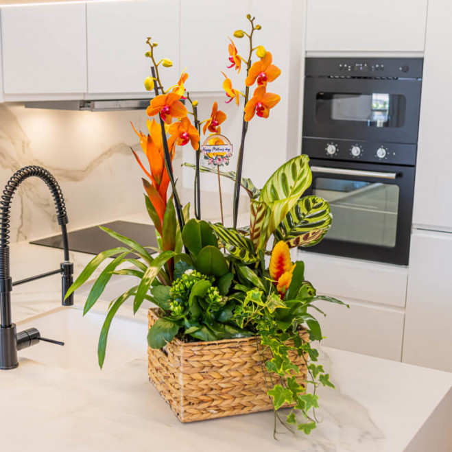 Comprar Grupo de plantas exuberante Barcelona