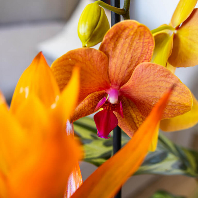 Comprar Grupo de plantas exuberante Barcelona