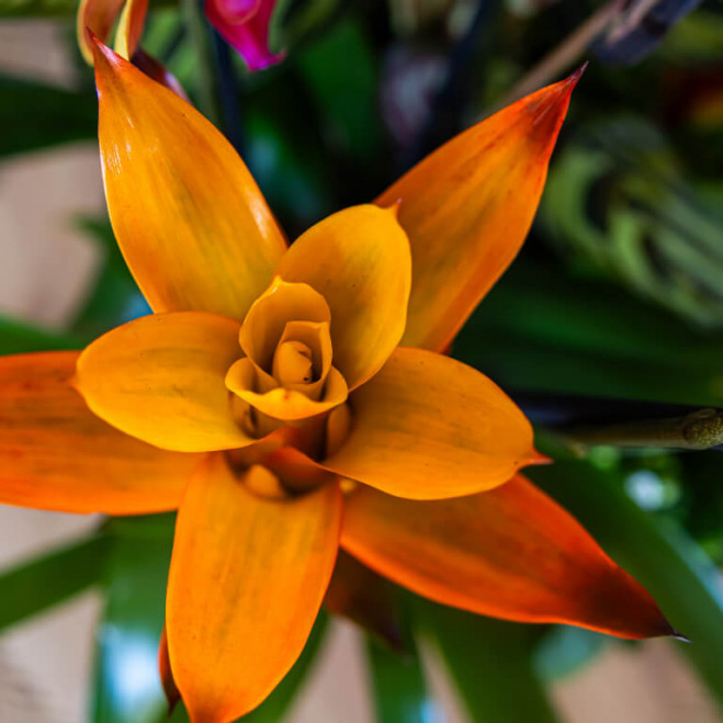Comprar Grupo de plantas exuberante Barcelona