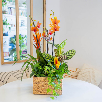Comprar Grupo de plantas exuberante Barcelona