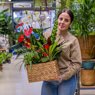 Comprar Grupo de plantas elegante Barcelona