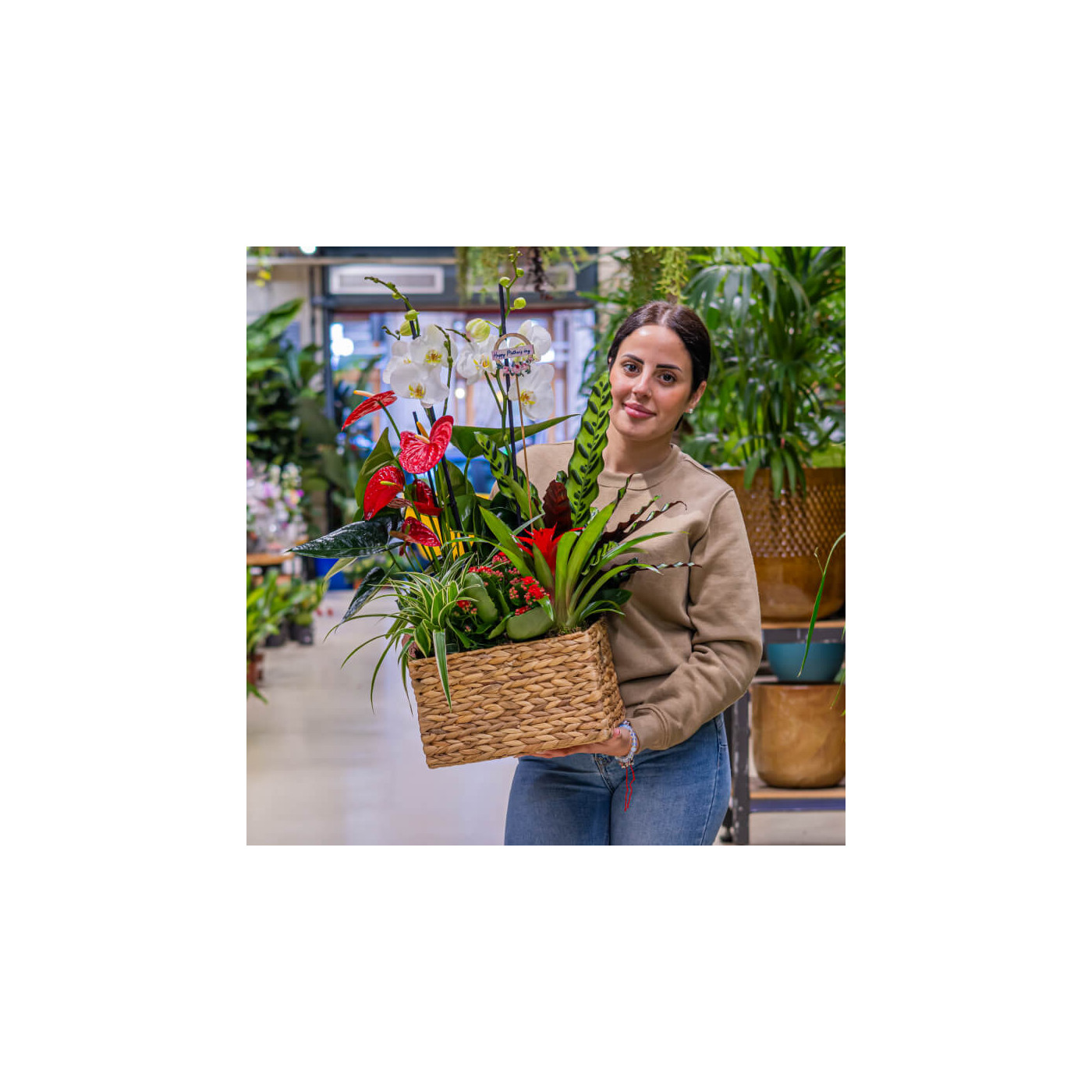 Comprar Grupo de plantas elegante Barcelona