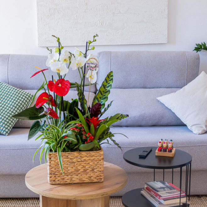Comprar Grupo de plantas elegante Barcelona