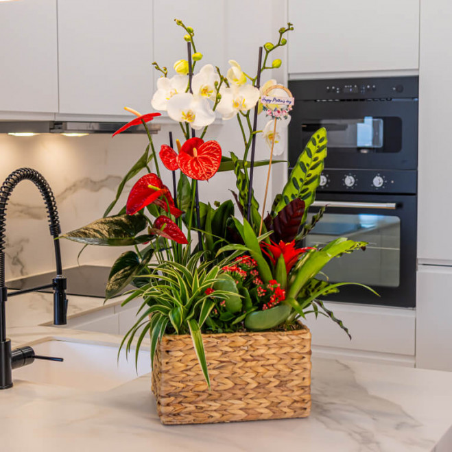 Comprar Grupo de plantas elegante Barcelona
