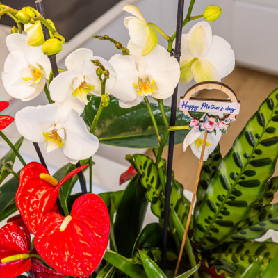Comprar Grupo de plantas elegante Barcelona