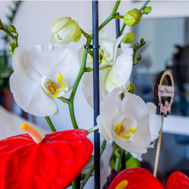 Comprar Grupo de plantas elegante Barcelona