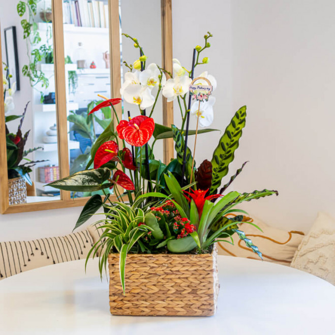 Comprar Grupo de plantas elegante Barcelona