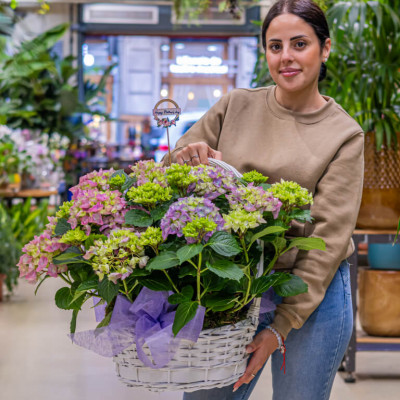 Comprar Cistella romàntica d' hortensies Barcelona