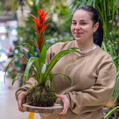 Comprar Kokedama Guzmania Barcelona