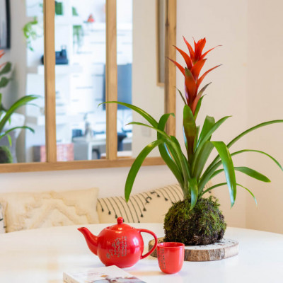 Comprar Kokedama Guzmania Barcelona