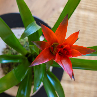 Comprar Kokedama Guzmania Barcelona