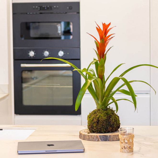 Comprar Kokedama Guzmania Barcelona Comprar Kokedama Guzmania Barcelona