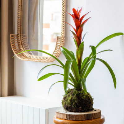 Comprar Kokedama Guzmania Barcelona