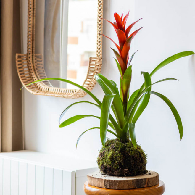 Comprar Kokedama Guzmania Barcelona Comprar Kokedama Guzmania Barcelona